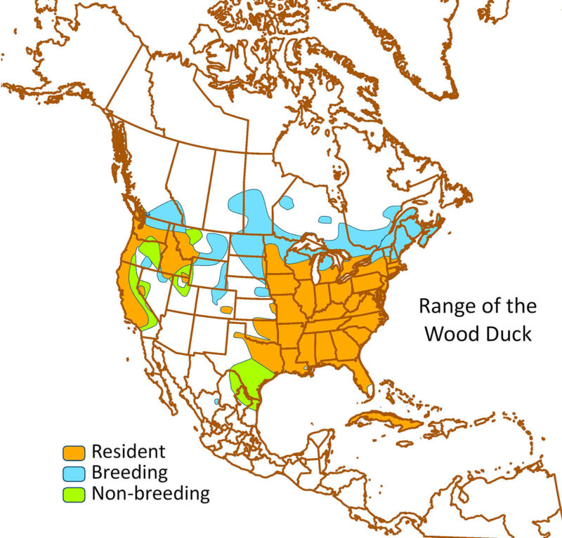 range map of wood duck        <h3 class=