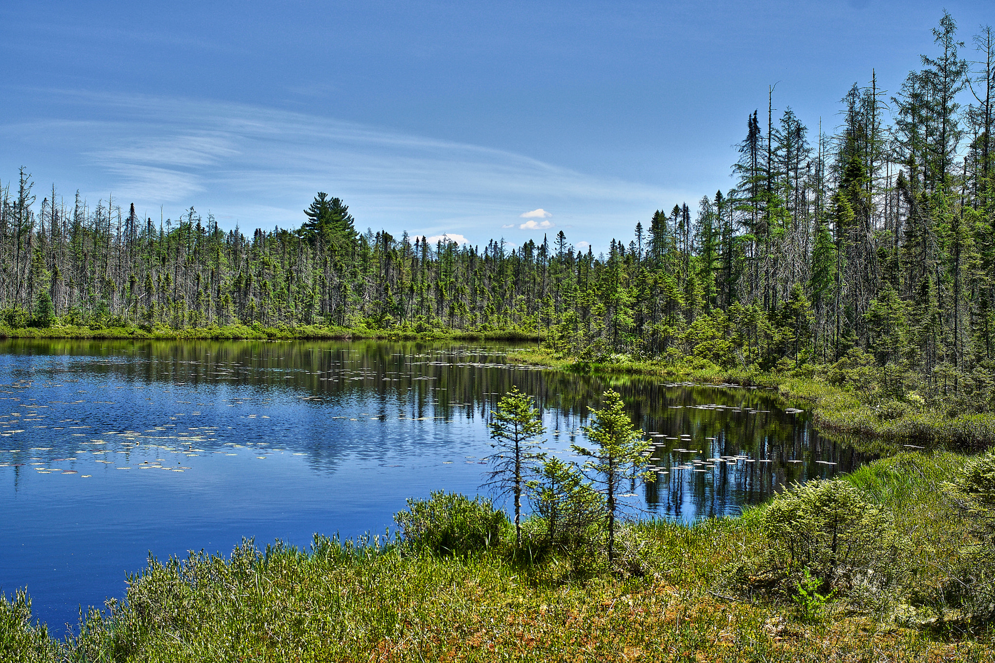 Impressions Of A Boreal Forest