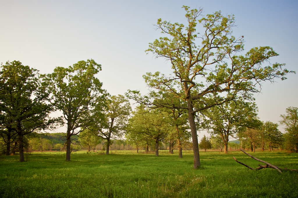 Oak Savannah by sawdust_media is licensed under CC BY 2.0.