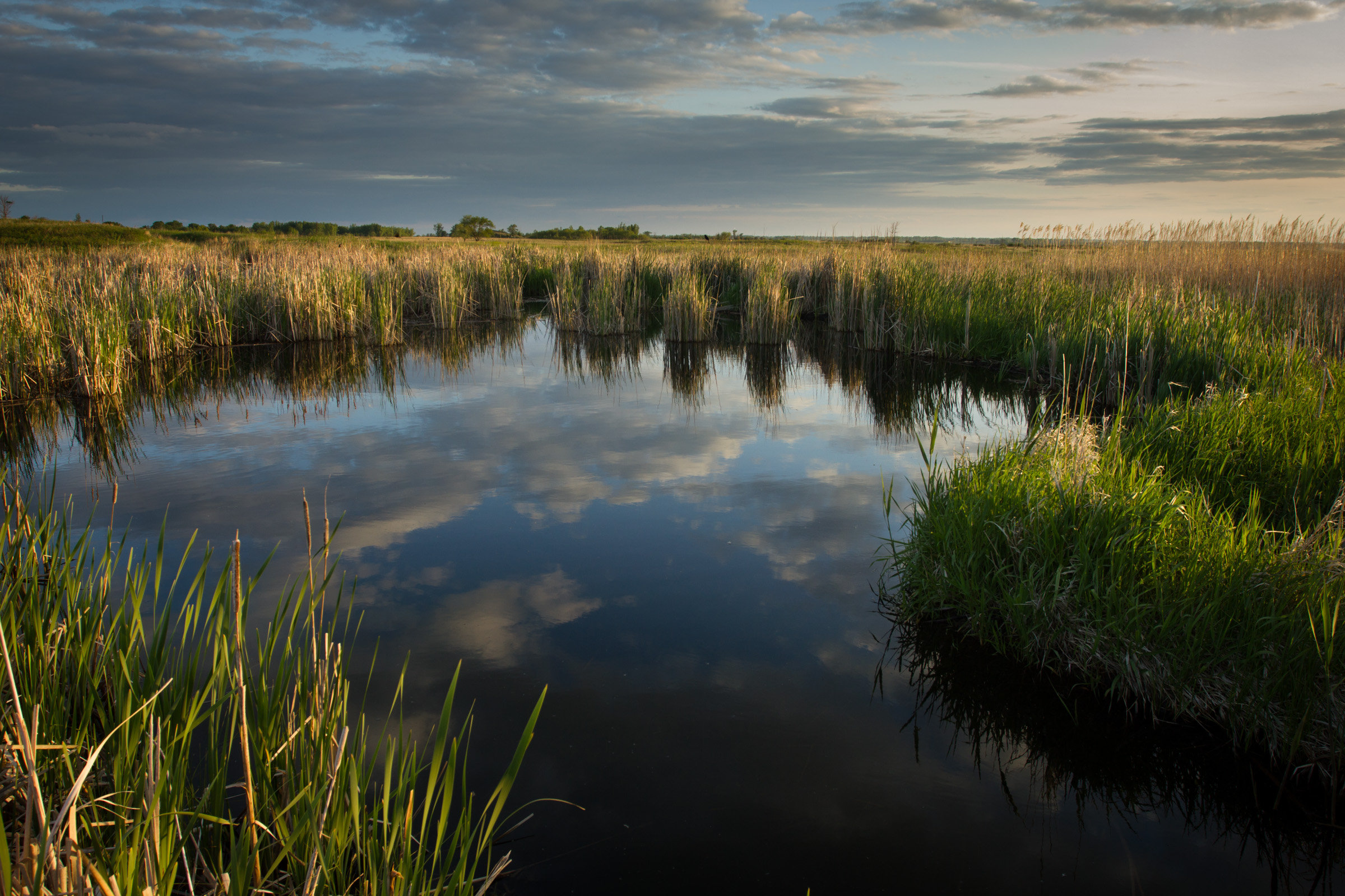 Wetland sunset