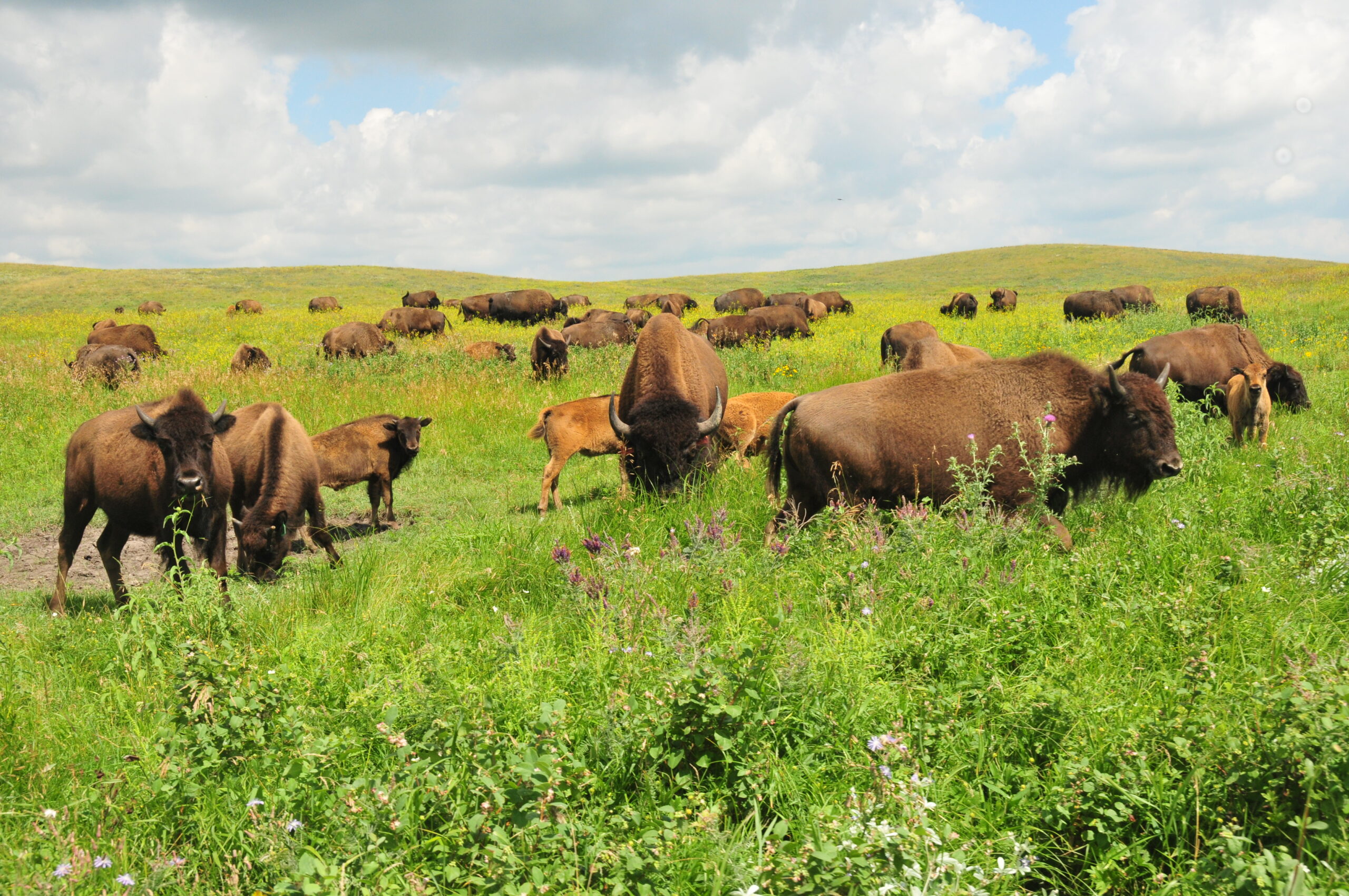 Bison on Ordway Prairie 2