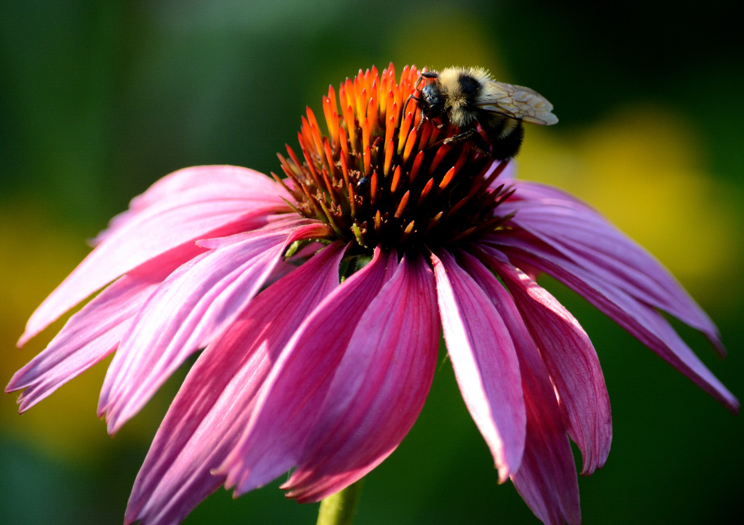 Bumblebee on Purple Coneflower