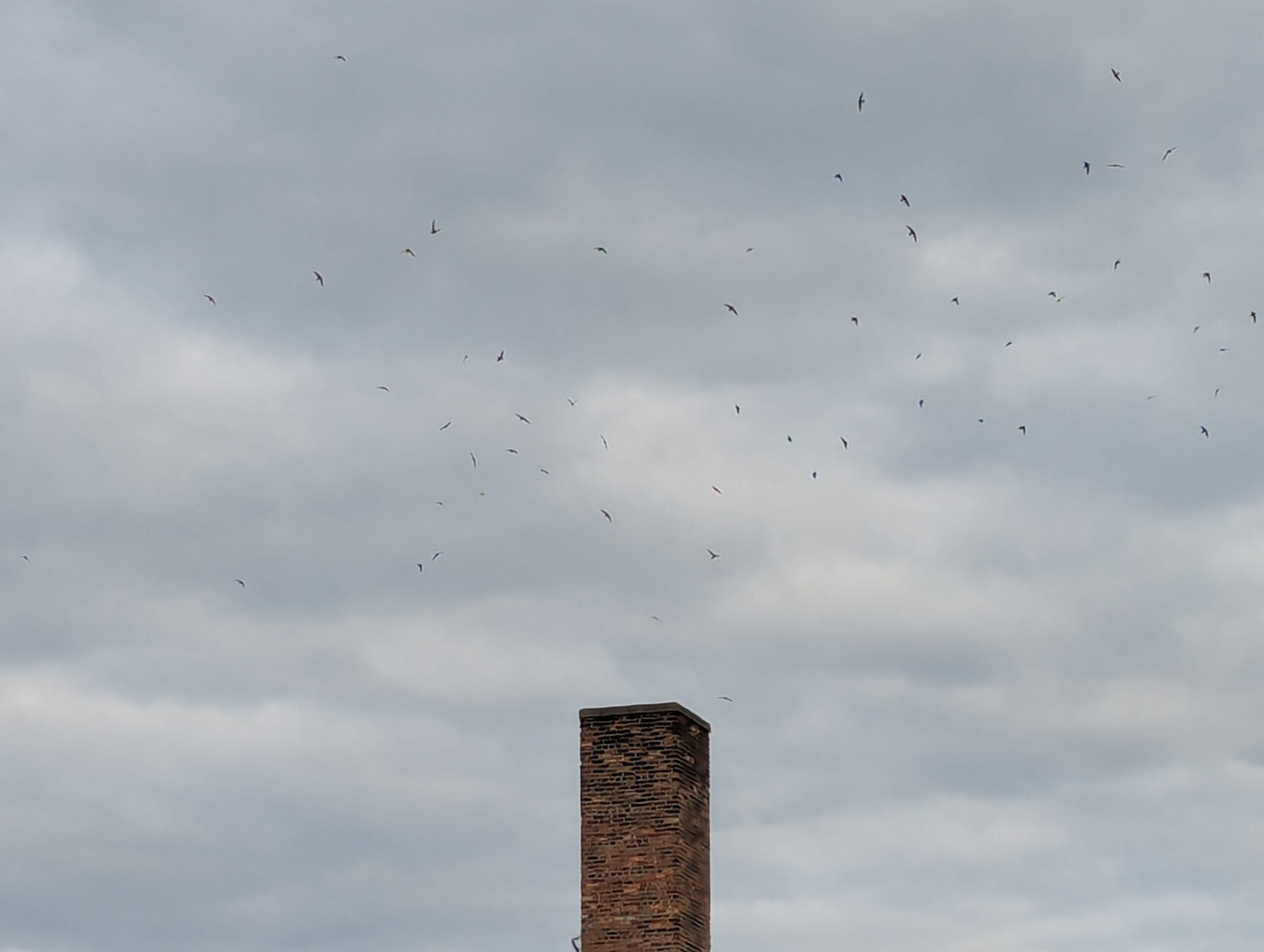 Swift Night Out – Lansing, MI